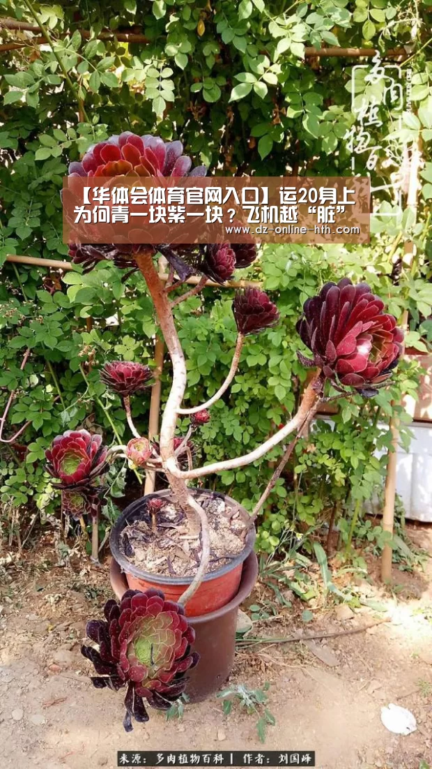 【华体会体育官网入口】运20身上为何青一块紫一块？飞机越“脏”越有战力